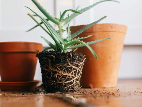keep indoor plants thriving through the season • the garden glove 22 keep indoor plants thriving through the season • the garden glove