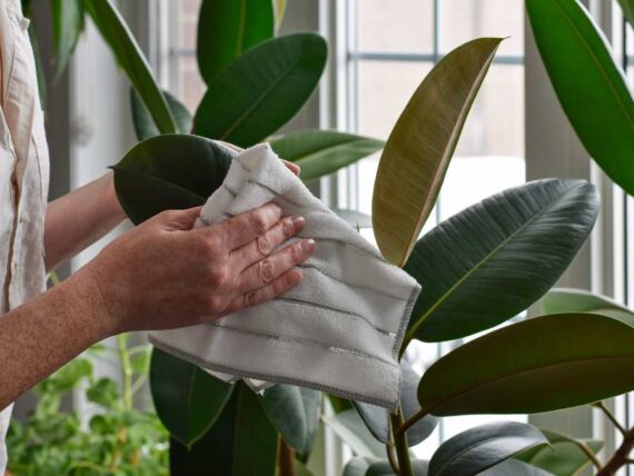 keep indoor plants thriving through the season • the garden glove