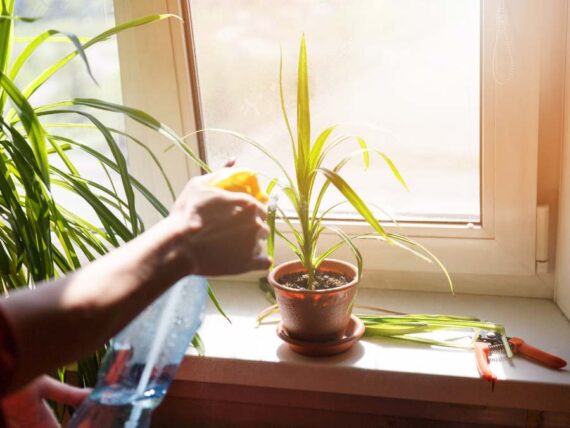 keep indoor plants thriving through the season • the garden glove