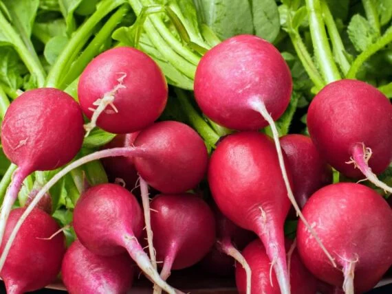 bunch of bright pink radishes viewed from the root