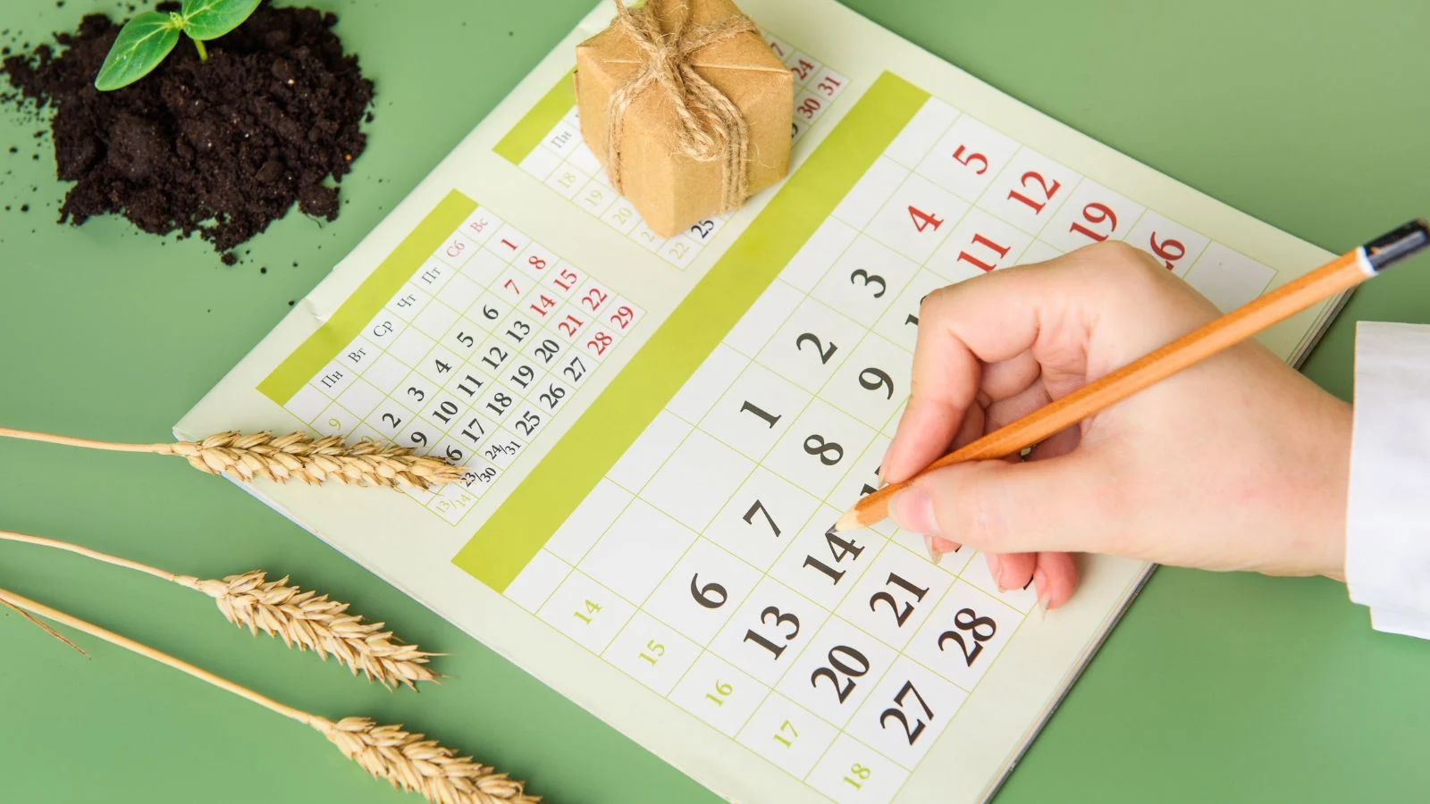 a shot of a person in the process of marking a calendar alongside seedlings