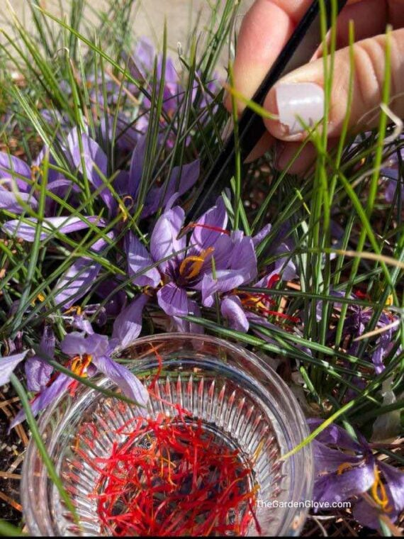 how to grow saffron at home • the garden glove 5 grow saffron home
