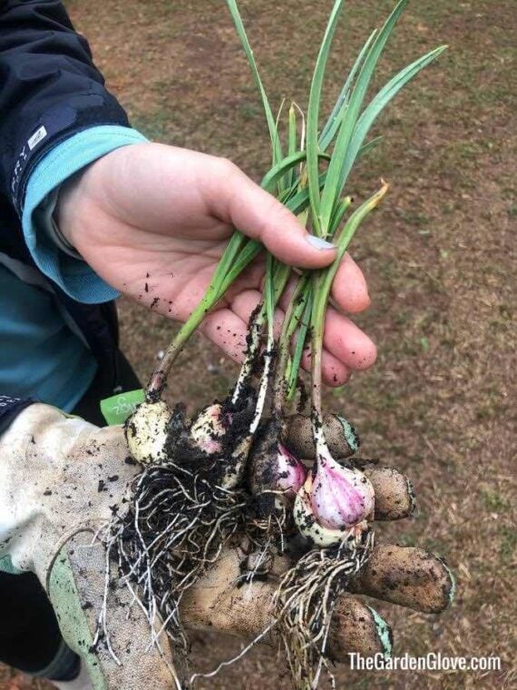 grow your own tasty bulbs at home! • the garden glove 16 grow your own tasty bulbs at home! • the garden glove