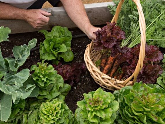 fall garden vegetables