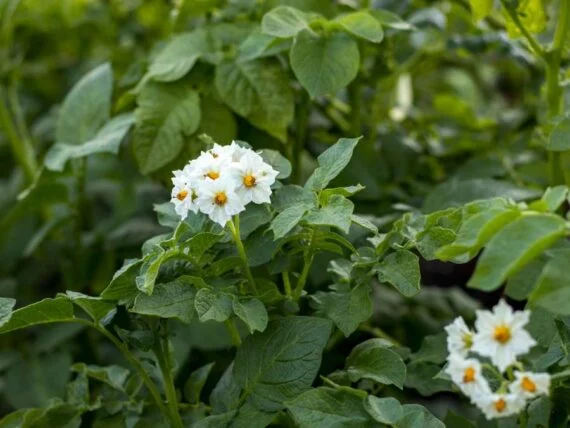 a potato plant in bloom with white clusters of star shaped flowers with yellow centers