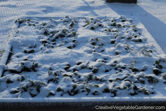 raised bed full of spinach plants covered in a blanket of snow