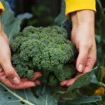 Your ultimate guide to tasty broccoli crowns • The Garden Glove Your ultimate guide to tasty broccoli crowns • The Garden Glove