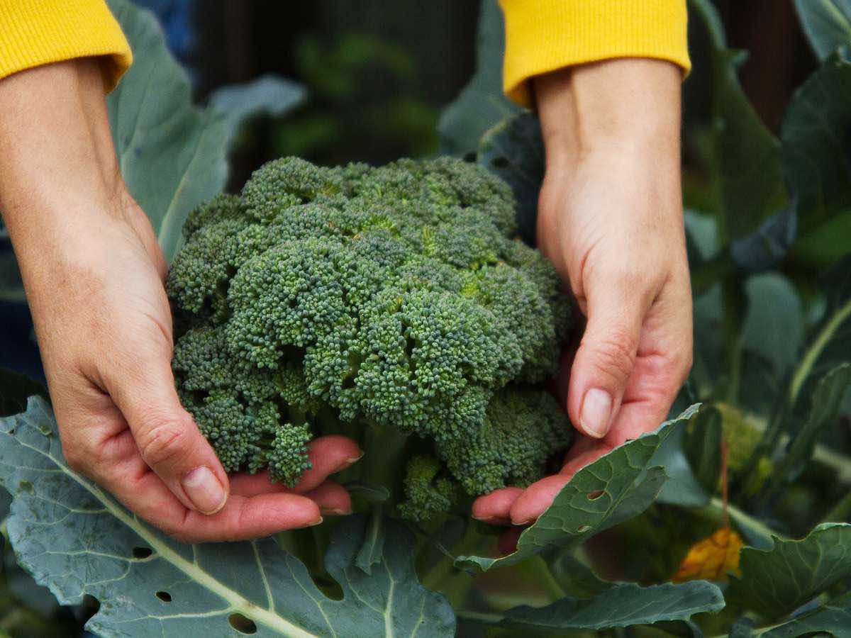 Your ultimate guide to tasty broccoli crowns  • The Garden Glove