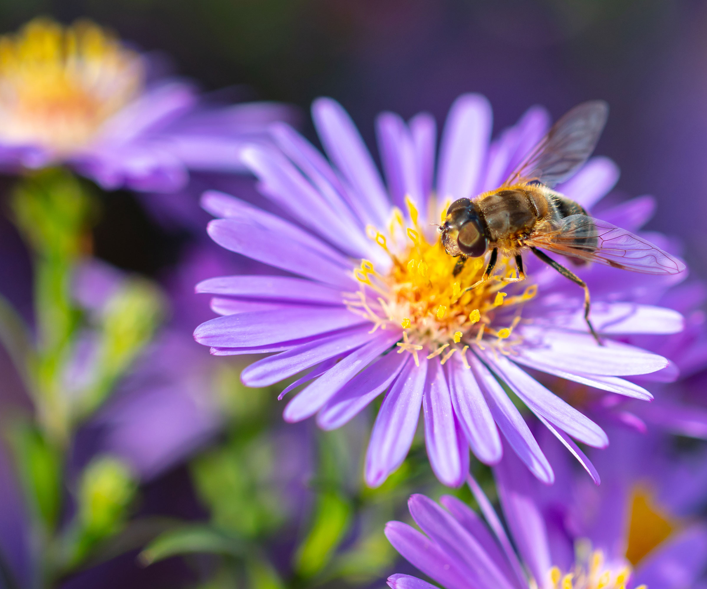 bee on purple aster in sunshine