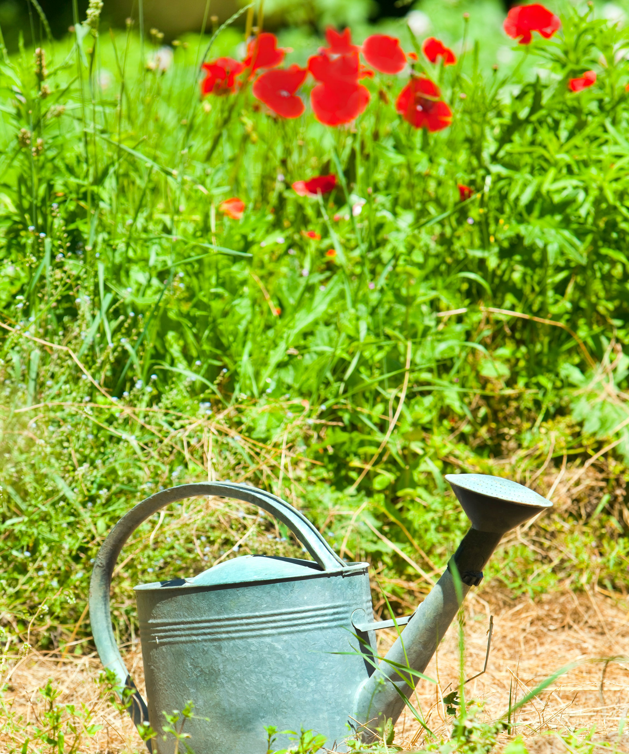 red poppies in garden with large metal watering can