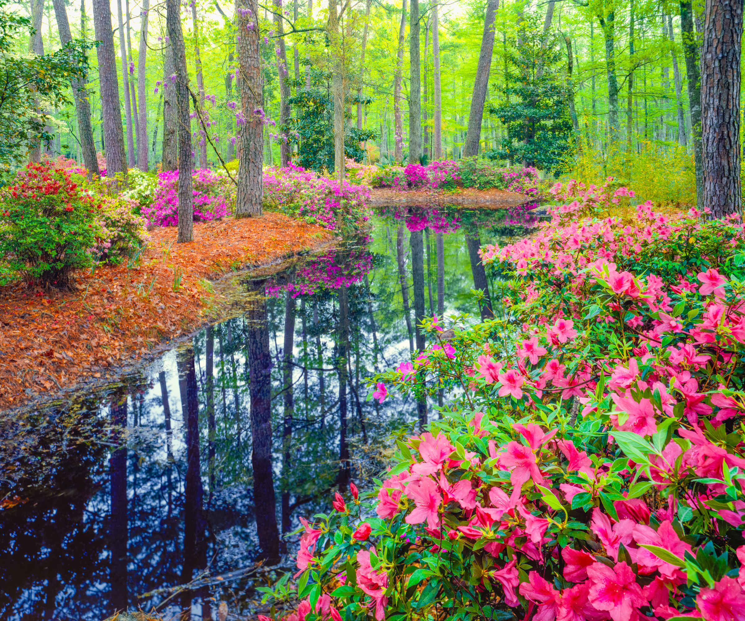 beautiful woodland filled with trees and azaleas and stream running through it