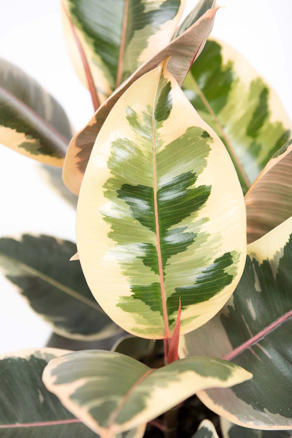 how to grow and care for rubber tree (ficus elastica) 2 a close up vertical image of the foliage of a variegated ficus elastica 'doescheri' picutred on a white background.