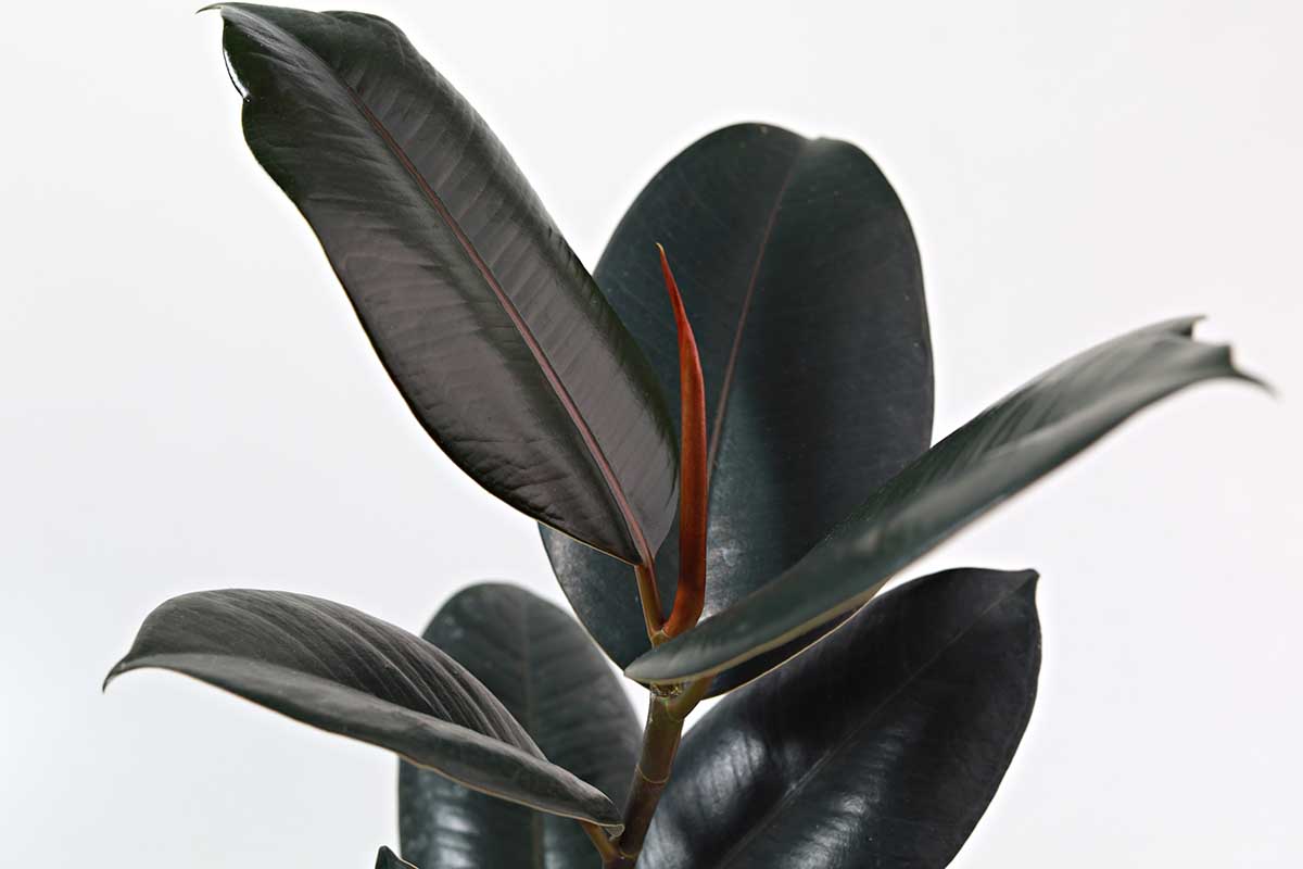 how to grow and care for rubber tree (ficus elastica) 1 a close up horizontal image of a ficus elastica 'burgundy' isolated on a white background.