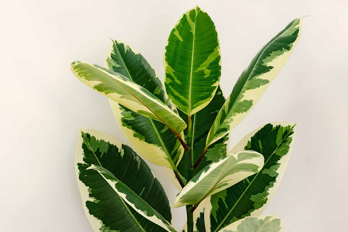 how to grow and care for rubber tree (ficus elastica) 5 a close up horizontal image of the variegated foliage of ficus elastica isolated on a white background.