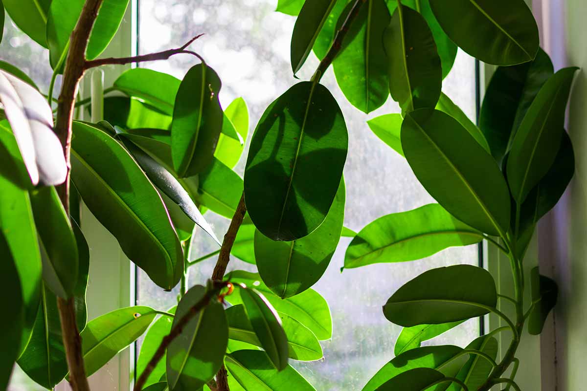 how to grow and care for rubber tree (ficus elastica) 6 a close up horizontal image of a large ficus elastica plant growing in a window.