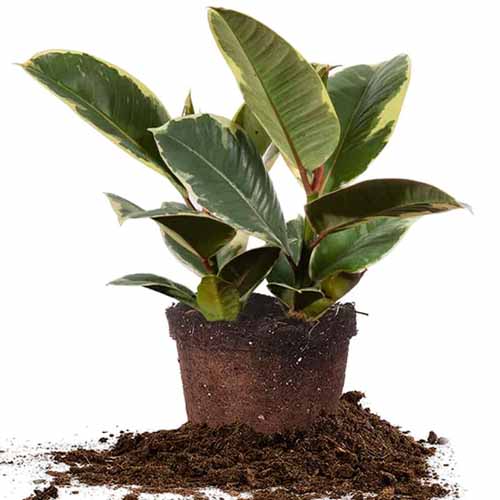 how to grow and care for rubber tree (ficus elastica) 4 a close up square image of a small variegated rubber tree isolated on a white background.