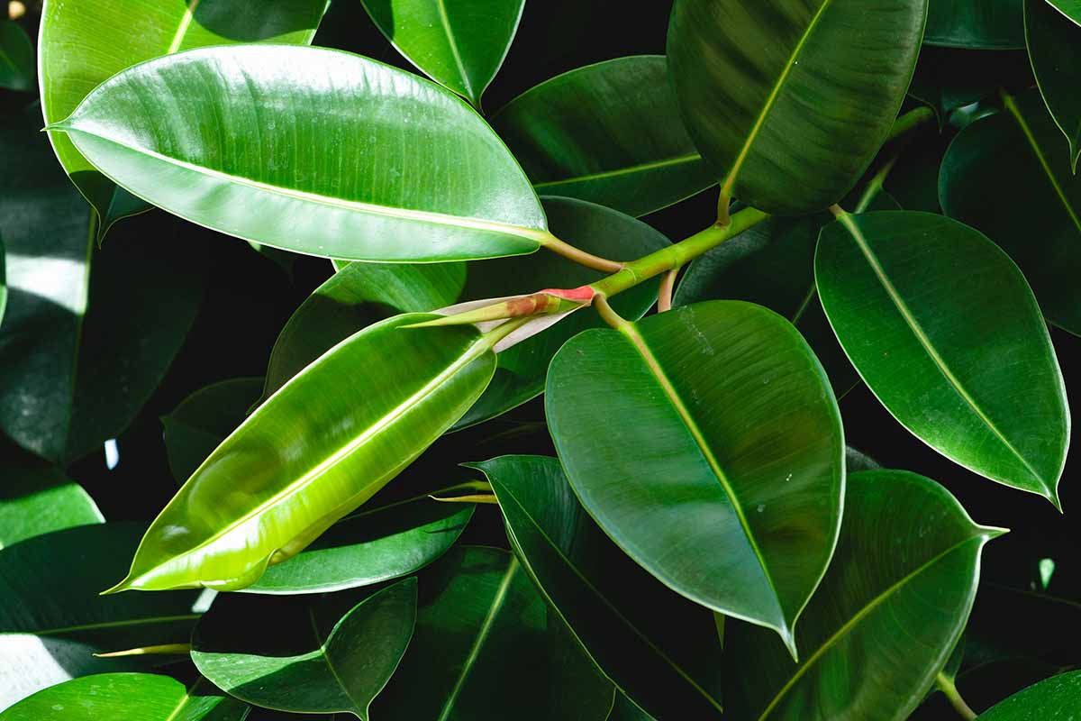 how to grow and care for rubber tree (ficus elastica) 3 a close up horizontal image of the dark green, waxy foliage of ficus elastica 'robusta.'