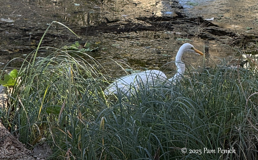 winter stroll at lady bird lake 1 lady bird lake