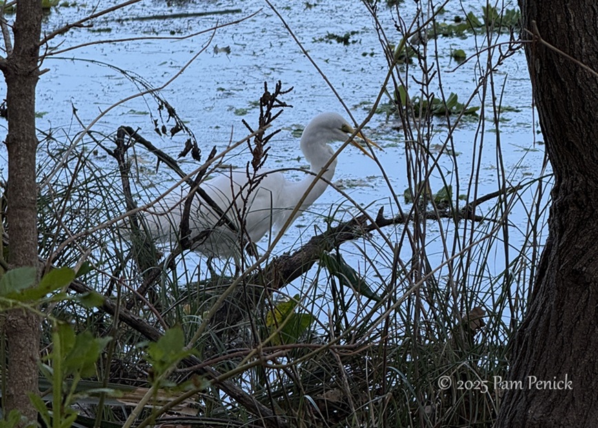 winter stroll at lady bird lake 2 lady bird lake