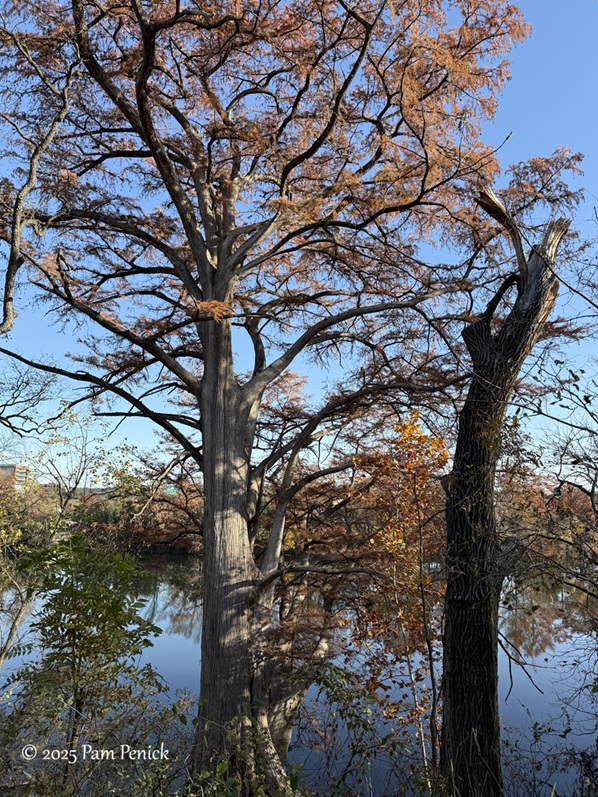 winter stroll at lady bird lake 4 lady bird lake