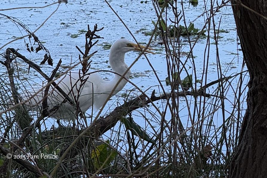 winter stroll at lady bird lake 3 lady bird lake