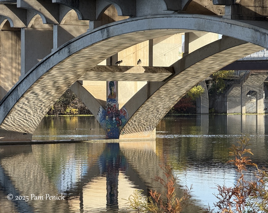 winter stroll at lady bird lake 6 lady bird lake