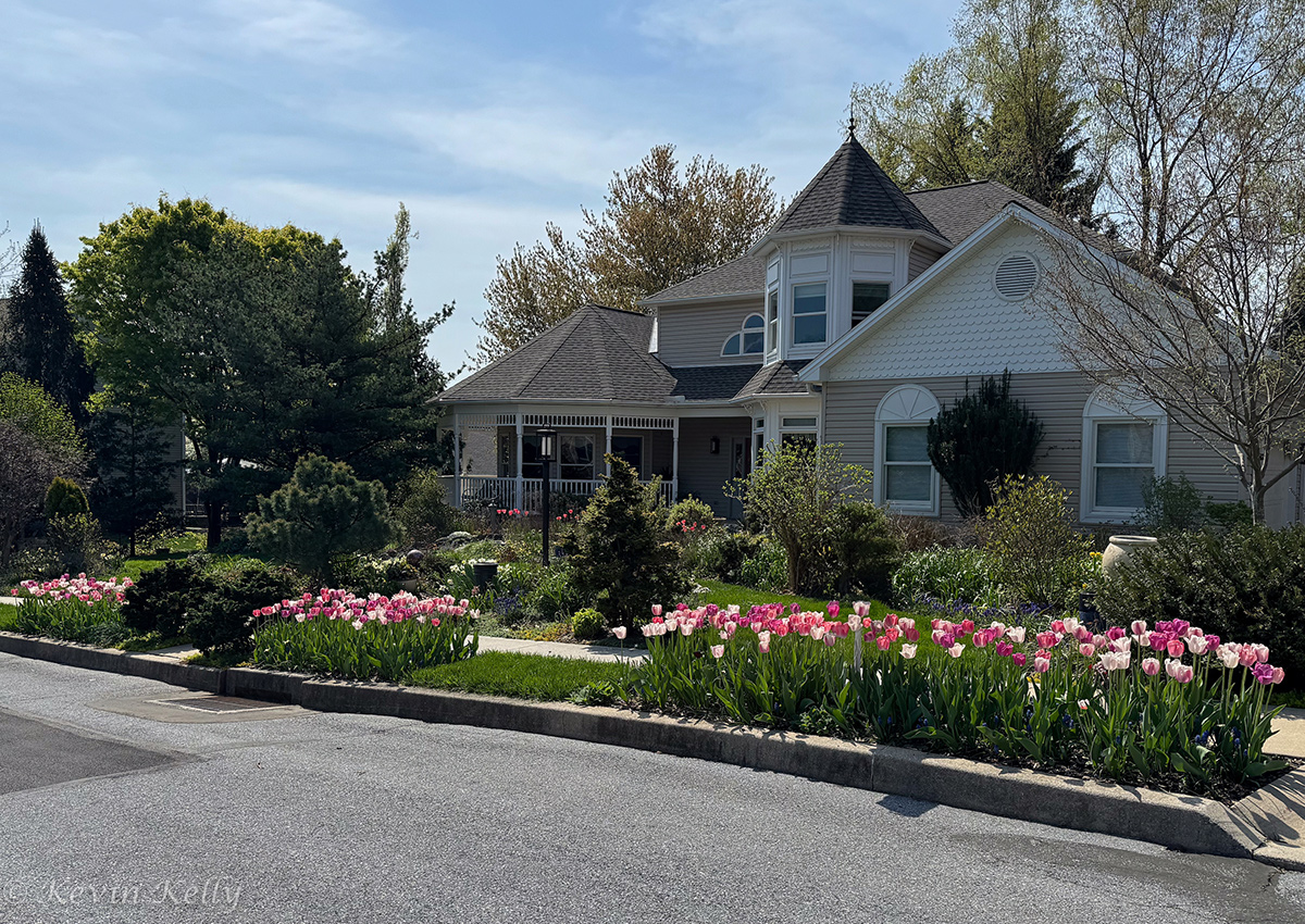 hellstrip full of pink tulips in bloom