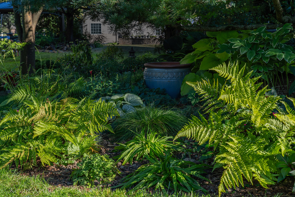 shady garden bed with bright foliage plants