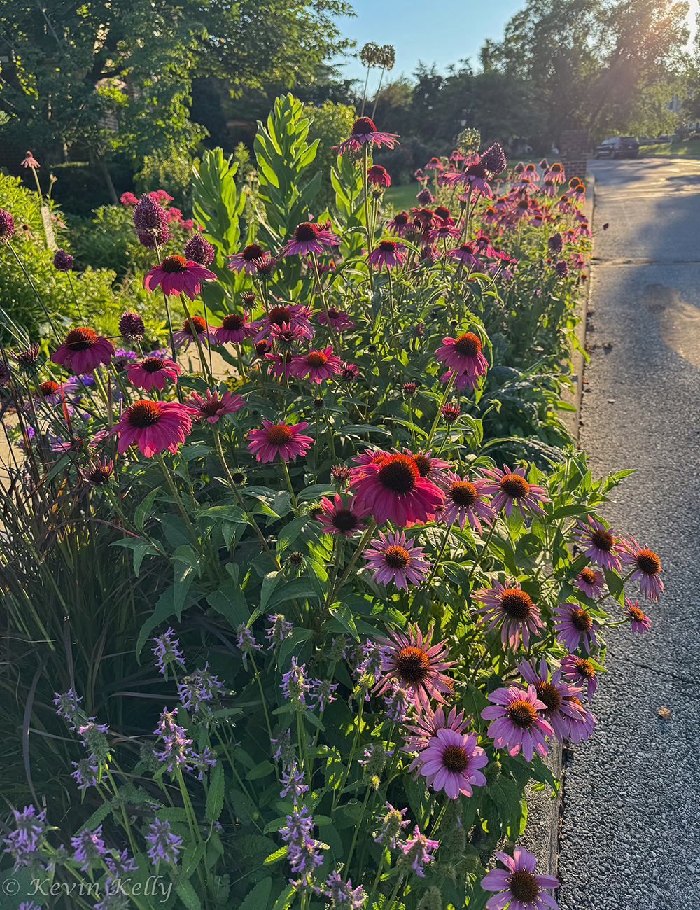 pink summer flowers in hellstrip
