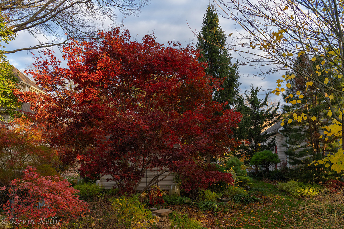 tree with bright red foliage in fall