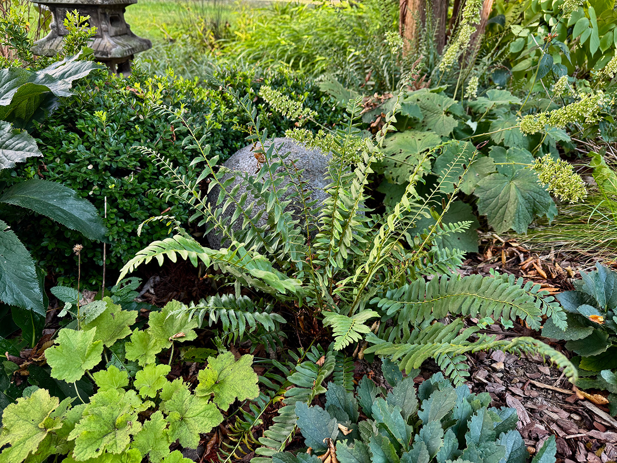 shady garden bed with various foliage plants