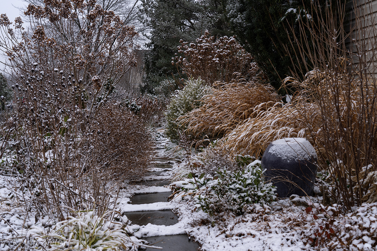 garden dusted with snow