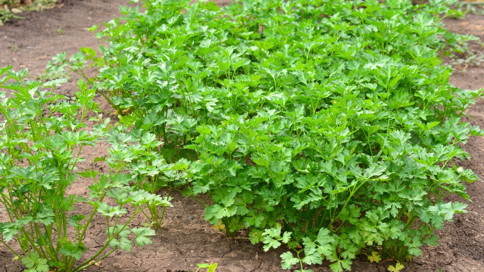 dark green, flat, and curly leaves grow from thick stems forming bunches in the garden bed.
