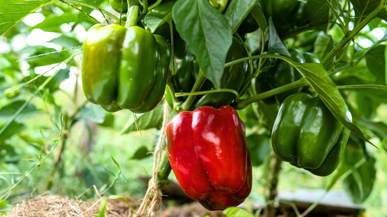 a glossy, blocky fruit with smooth skin in shades of green and red, hanging from strong stems among large green foliage.