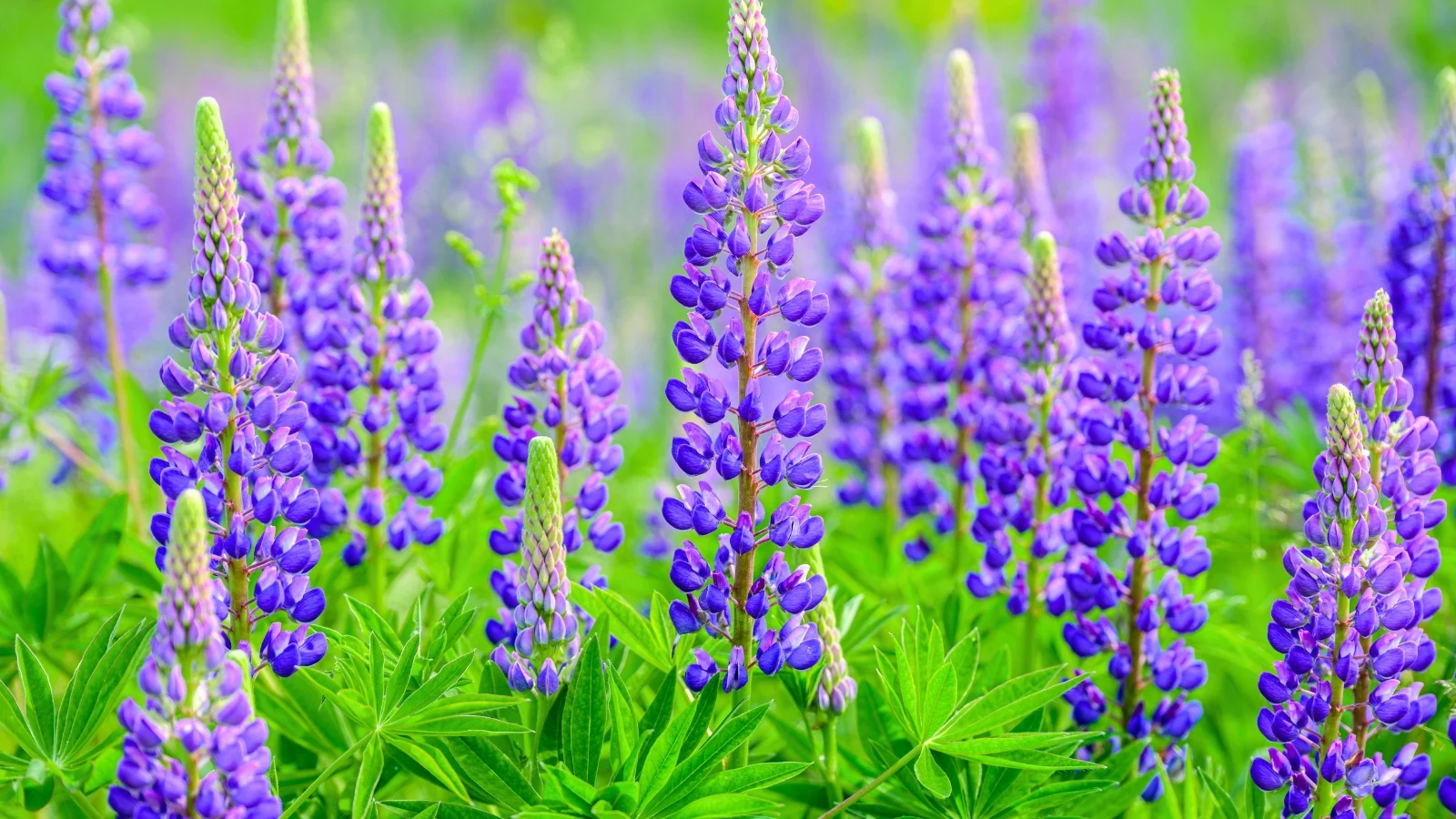 tall, upright spires of densely packed, vibrant purplish-blue flowers with pointed green leaves extending from the base of the stalks.