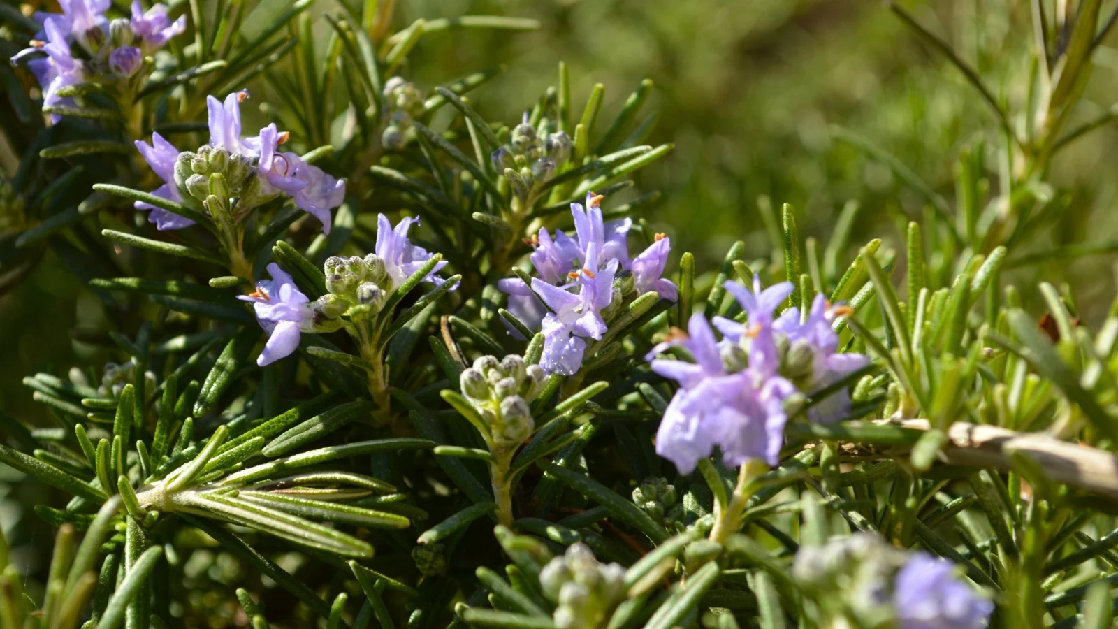 spiky, needle-like green leaves surround small, tubular pale purple blossoms with prominent stamens.
