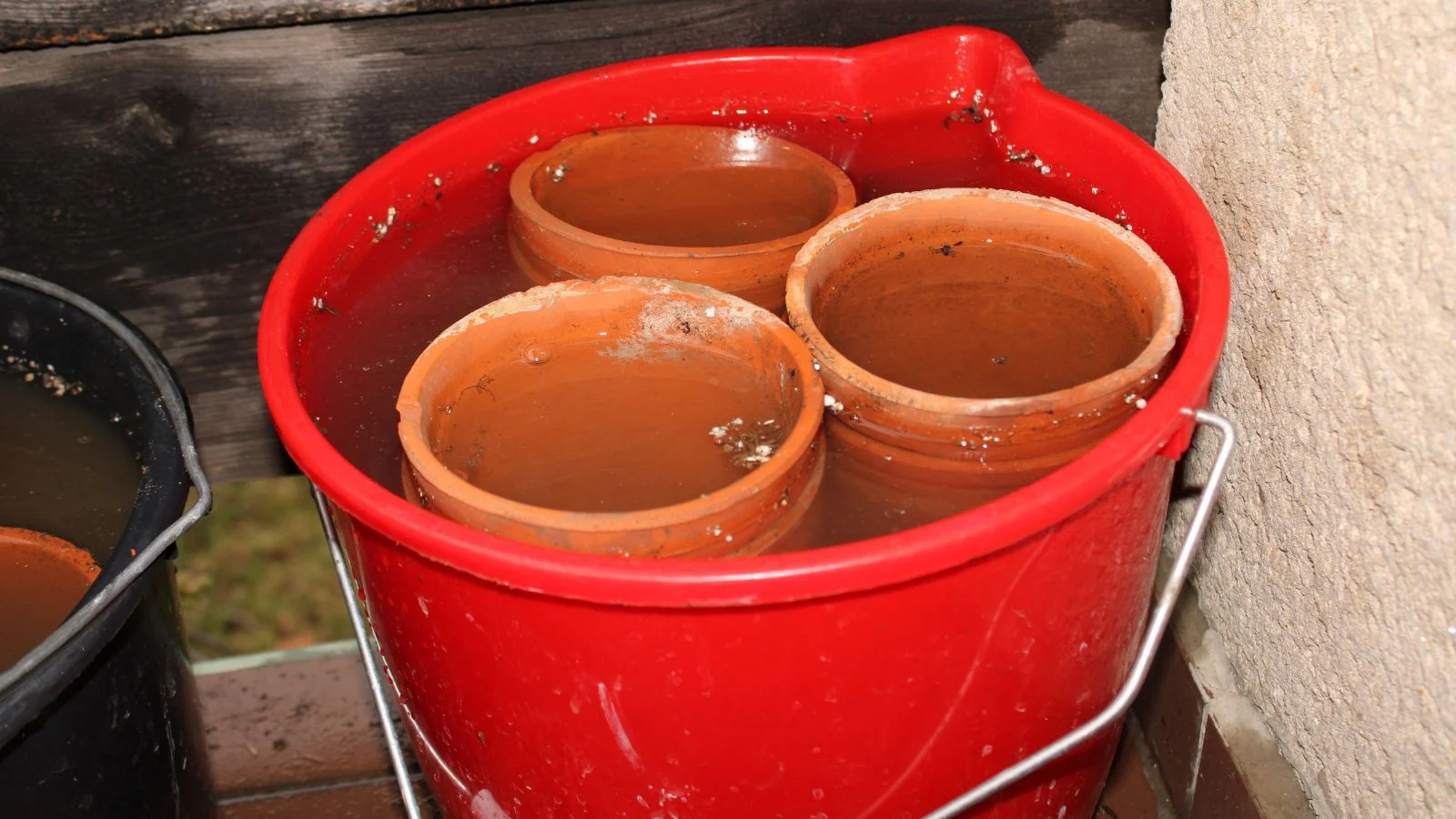 a close-up shot of a large bucket filled with a bleach solution and several dirty planters soaking on the said solution, all situated in a well lit area outdoors
