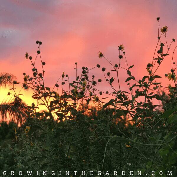 how to grow a vegetable garden in arizona #arizonagardening #arizonagarden #desertgardening #hotweathergarden #howtogarden