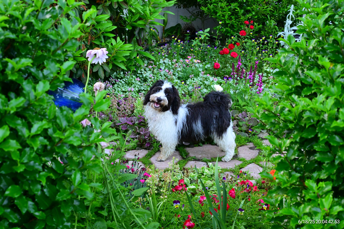 small dog in garden surrounded by flowers
