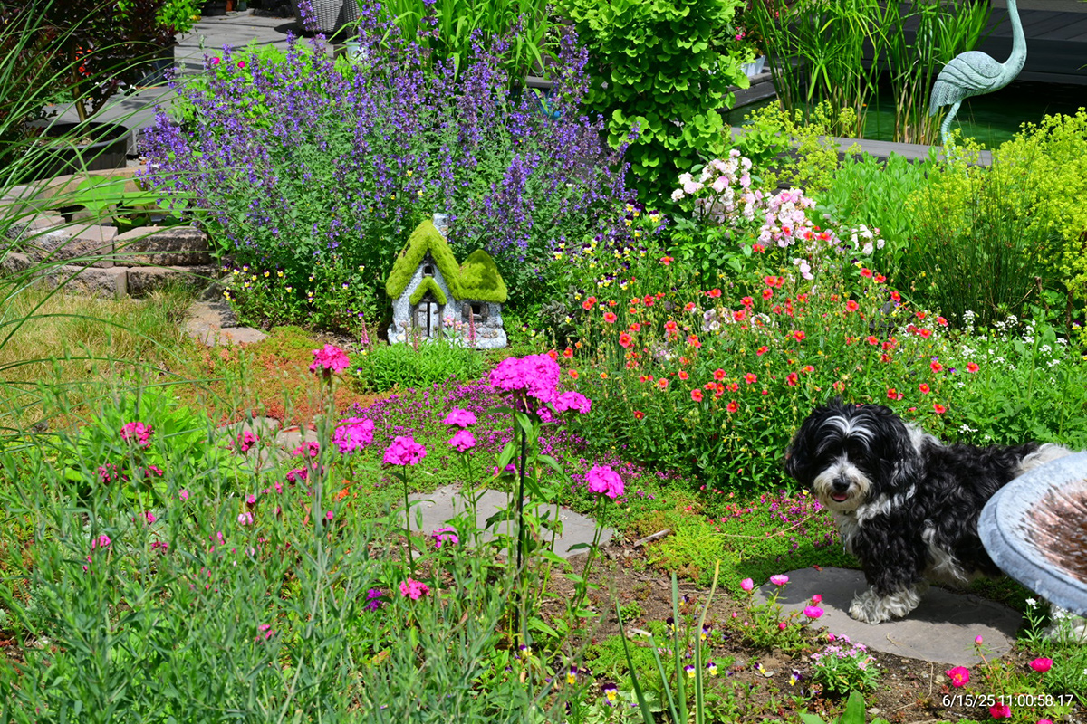 garden path surrounded by colorful flowers