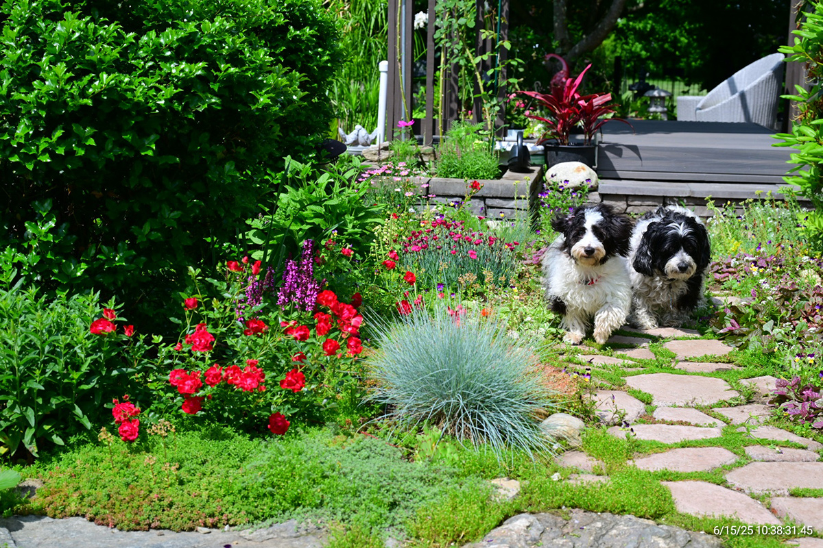 dogs running along garden path