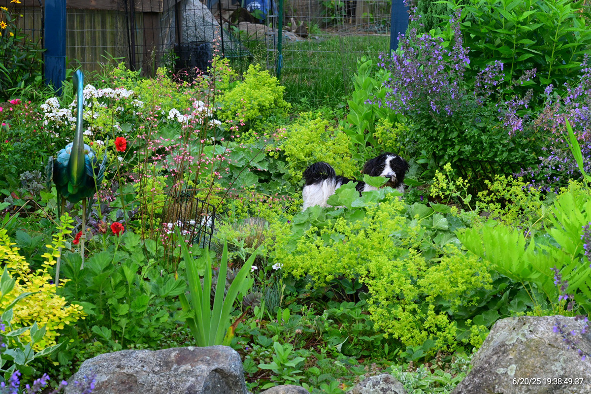 dog hiding in garden in bloom