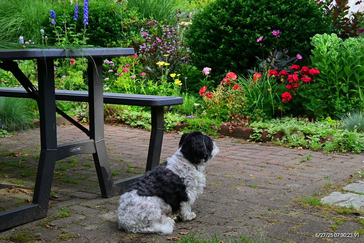 dog sitting next to garden picnic bench