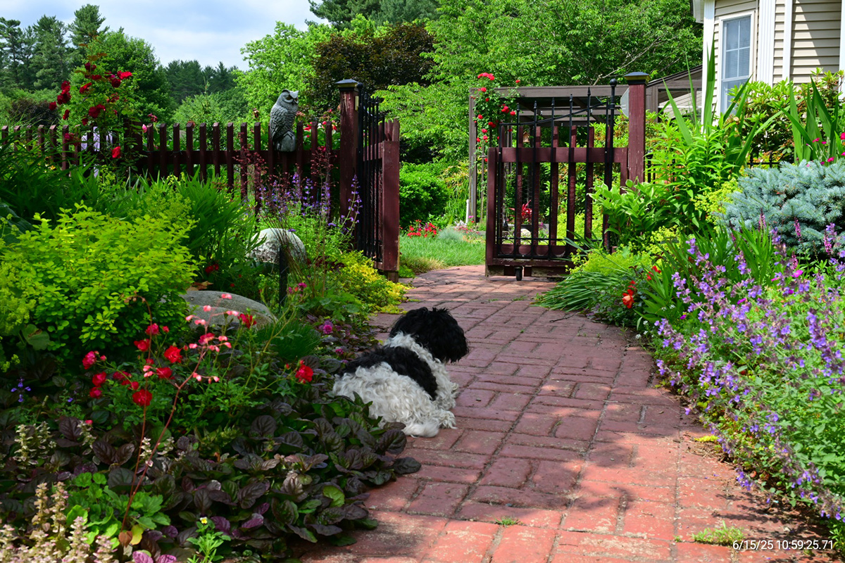dog laying in shady spot on brick garden path
