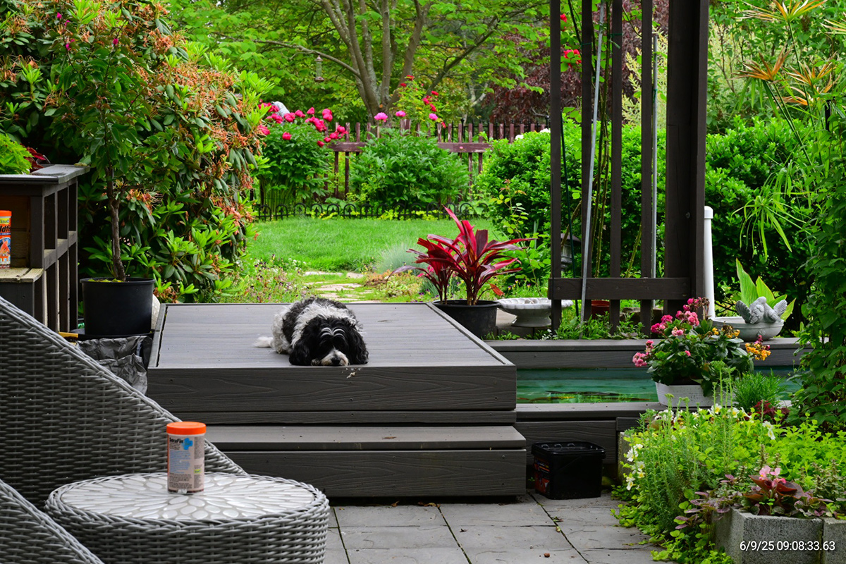 dog laying on bridge over garden pond