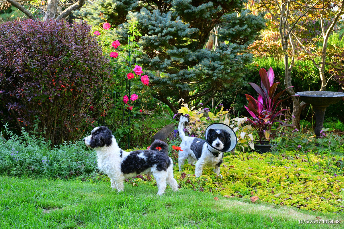 two dogs standing in garden, one wearing a protective cone