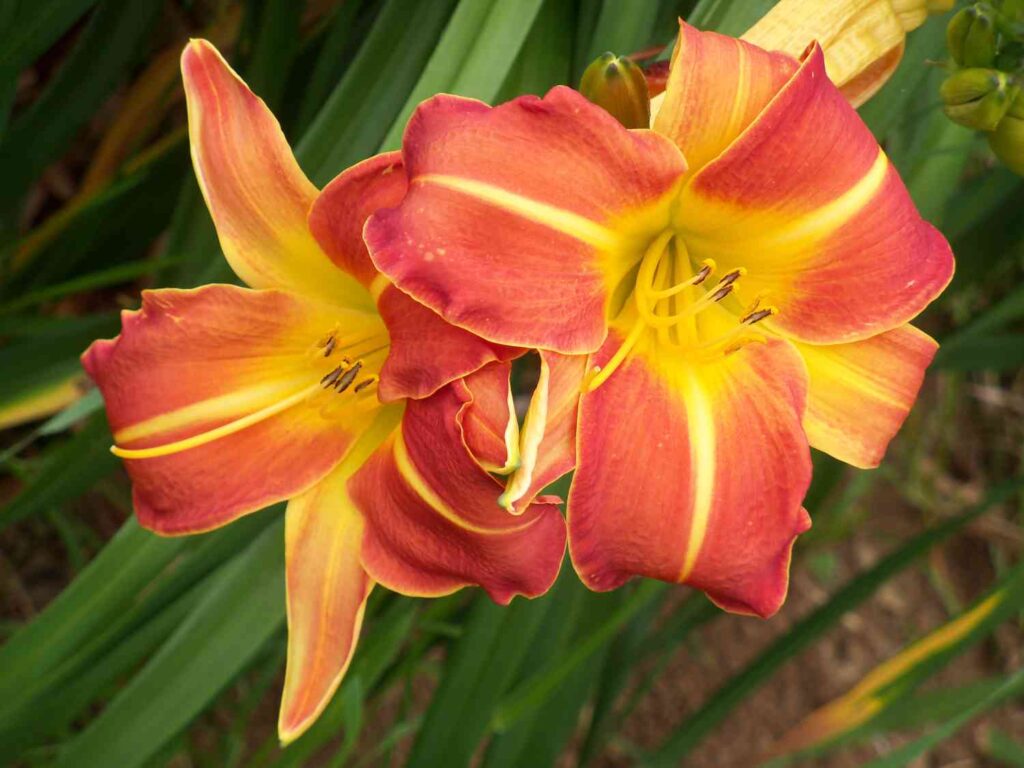 26 beautiful spring flower bed ideas for your garden 66 26 beautiful spring flower bed ideas for your garden