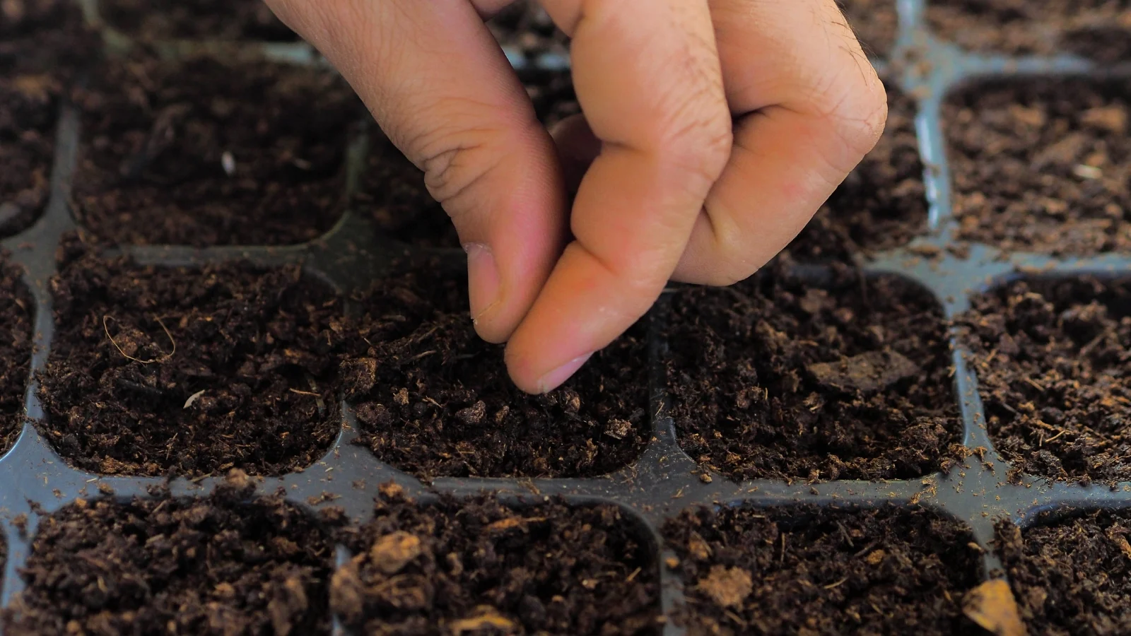 a close-up of a gardener's hand sowing ovules into a starter tray filled with loose, dark brown soil.