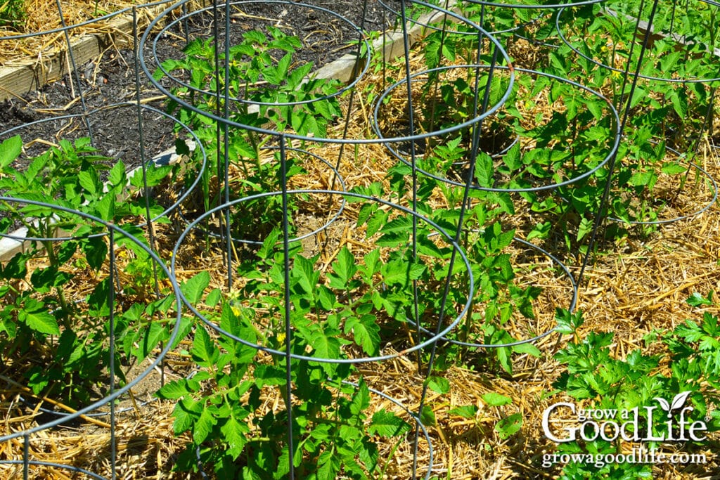how to plan and map your beds 21 healthy tomato plants with tomato cages in a sunny raised bed garden.