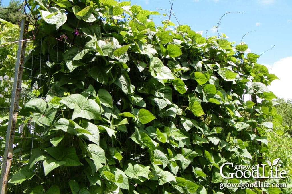 how to plan and map your beds 22 pole beans climbing up a garden trellis with green leaves and pods forming along the vines.